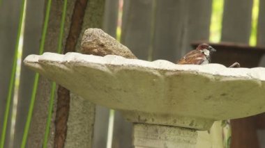 A cute chubby bird bathing in a bird bath during the daytime