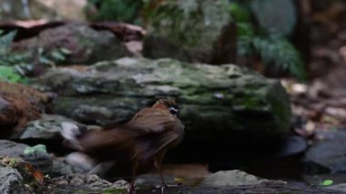 A selective focus of Laughingthrush birds in a forest in Thailand