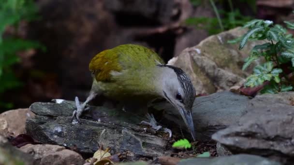 Oiseau Vert Pic Tête Noire Oiseau Nourrissant Sol Arbre Mort — Video
