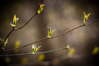 A closeup shot of small sprouts on branches in a blurred background