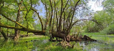 A view of growing big deformed tree over swamp surrounded by dense woods