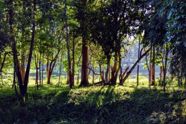 A beautiful shot green long trees in the forest with shining sunrays and shadows