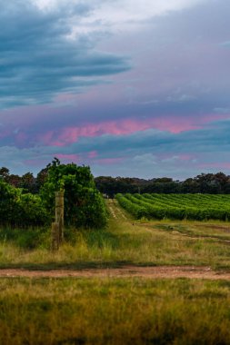 Arka planda günbatımı olan güzel bir tarla manzarası
