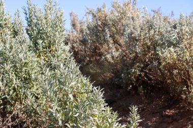 coastal vegetation with grey leaf foliage
