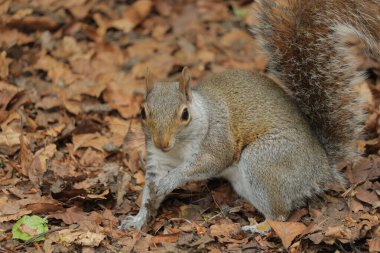 A closeup shot of a cute squirrel walking in the autumnal park