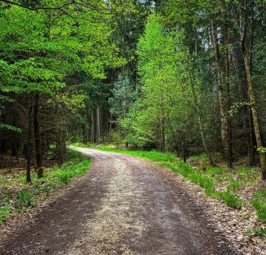 A narrow leading to the beautiful forest on a sunny day