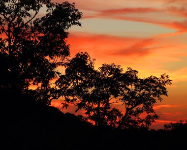 A silhouette of trees in background of colorful sky during sunset