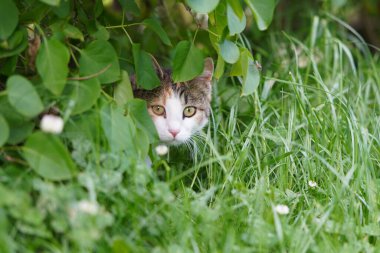 A cat looking at the camera through the bushes surrounded with green grass