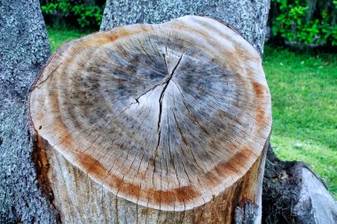A cracked and cut tree trunk with a blurred background