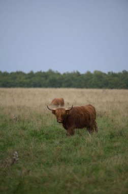 Kahverengi, uzun saçlı, yeşil ve kuru bir alanda boynuzları olan Highland sığırlarının dikey görüntüsü.