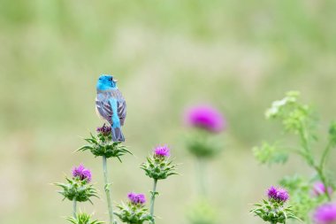 A shallow focus shot of a cute lazuli bunting (Passerina amoena) on a purple flower