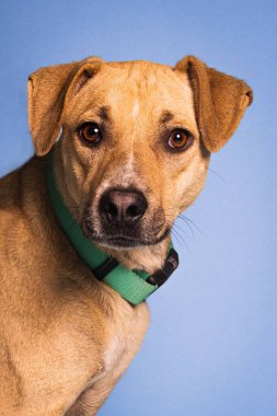 A vertical portrait of a cute brown dog in an animal shelter photoshoot
