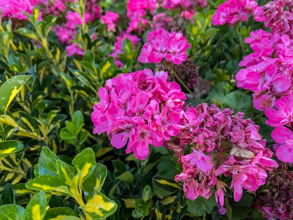 Розовые Цветы Саду Открытом Воздухе — стоковое фото