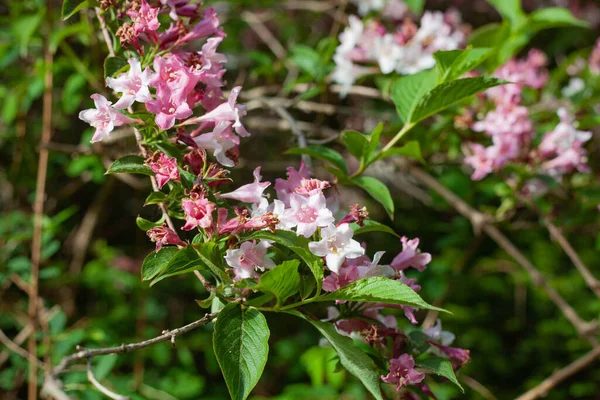Крупним Планом Рожево Білі Старомодні Квіти Вуагели Зеленим Листям Саду — стокове фото