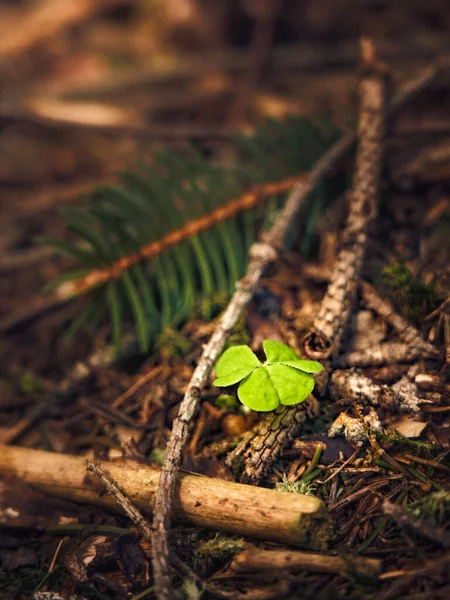 Shallow Focus Tiny Cloverleaf Surrounded Twigs Forest — Stockfoto