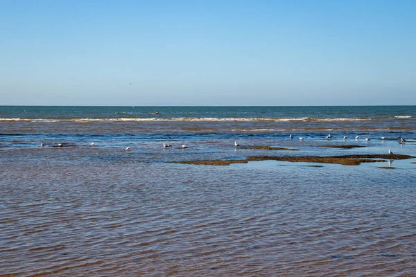 Sea Low Tide Seagulls Sand Bars —  Fotos de Stock