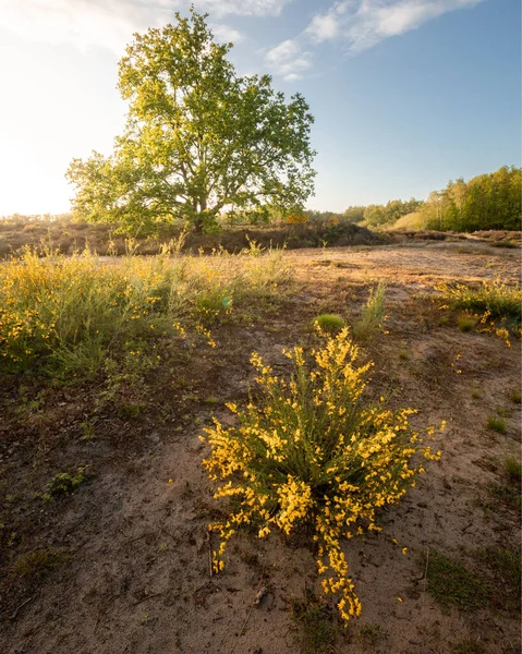 Diepenbeek Limburg Belgia 手前の青い花 — ストック写真