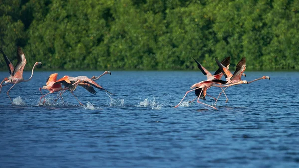 Closeup Shot Flamingos While Starting Fly — Stock Photo, Image