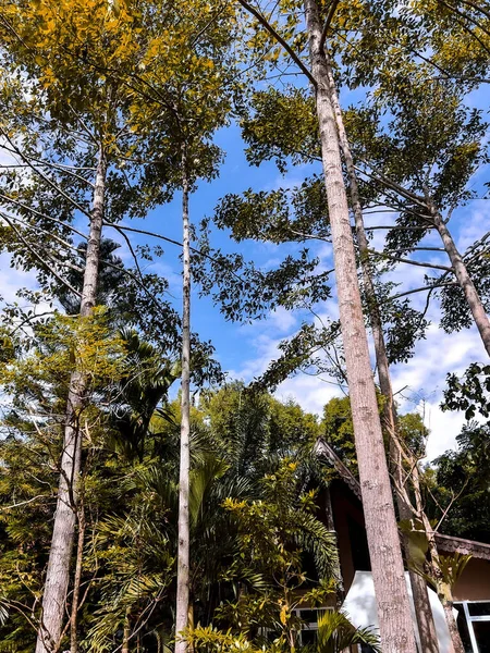 Vertical Low Angle Shot Dipterocarpaceae Trees Symbol Forest Fertility Tropical — Stock Photo, Image