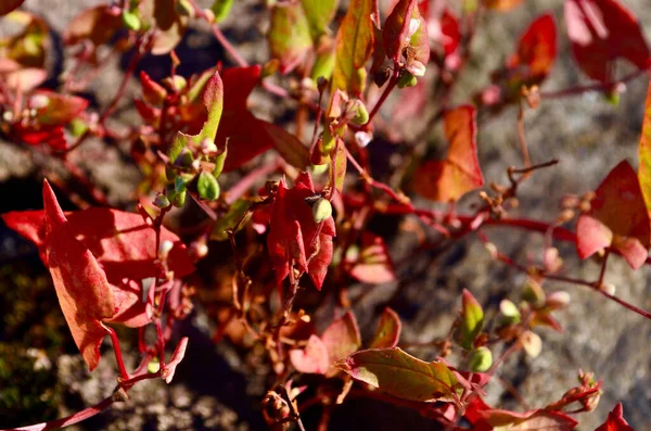 赤い葉と多くの芽を持つ植物のクローズアップショット — ストック写真