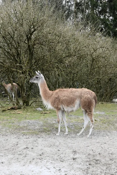 Vertical Shot Guanaco Standing Field — 스톡 사진