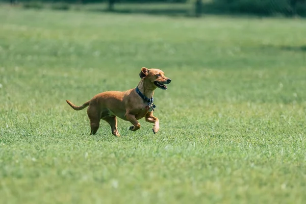 公園の緑の芝生の上を走る茶色の犬の選択的フォーカスショット — ストック写真