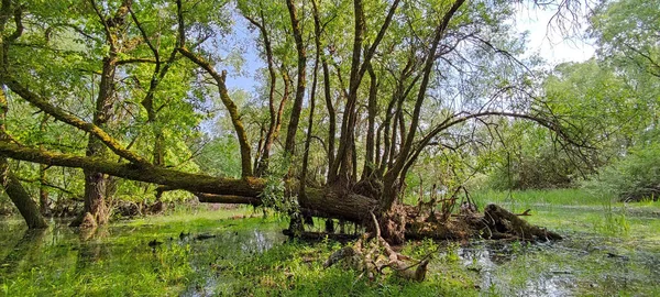 在密林环绕的沼泽地上生长着一棵大变形树的景象 — 图库照片