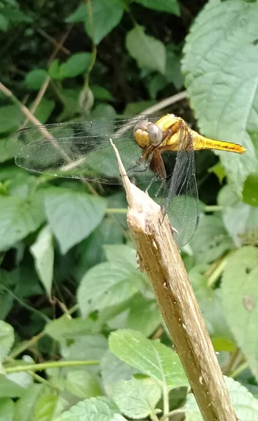 Vertical Closeup Dragonfly Branch Green Leaves Background —  Fotos de Stock