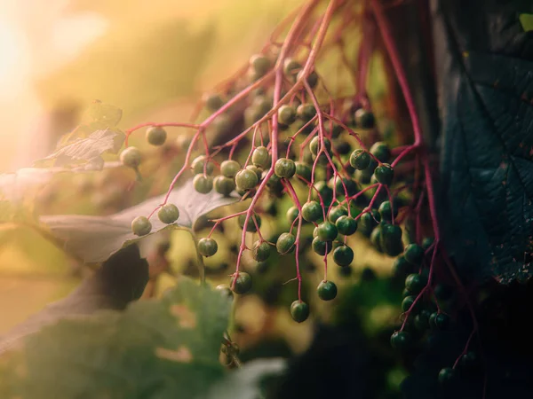 Plant Elderberry Closeup Shot — Foto Stock