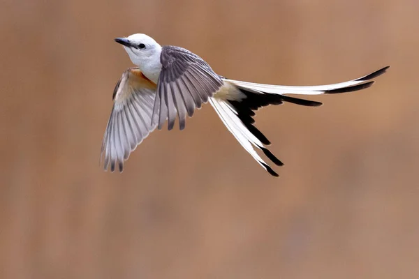 Closeup Scissor Tailed Flycatcher Tyrannus Forficatus Flying Blurry Background — Fotografia de Stock