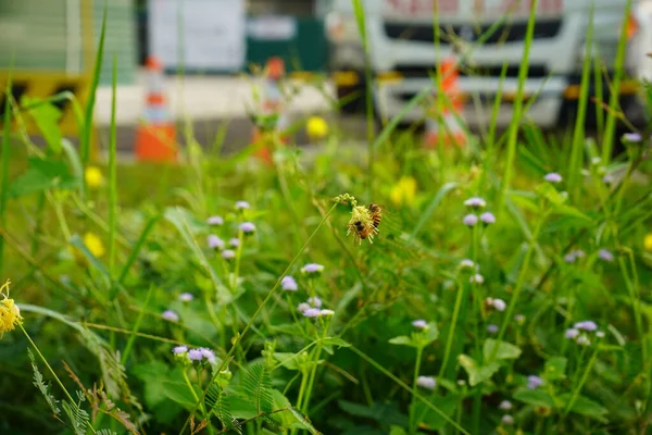 花の上に蜂のペア — ストック写真
