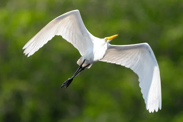 White Egret Flight Blurred Green Background — Foto de Stock