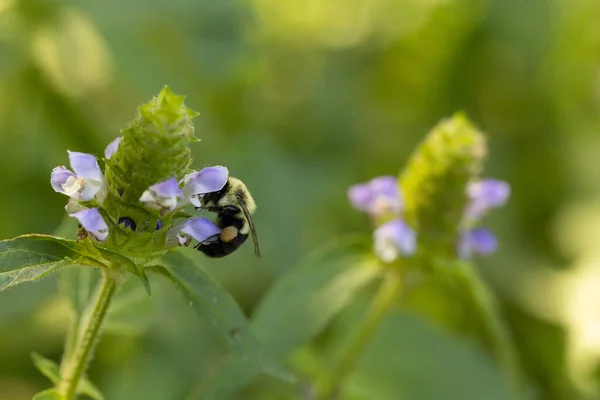 大きな花の自己治癒のミツバチのクローズアップショット — ストック写真