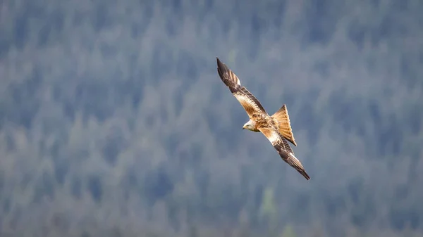 Red Kite Milvus Milvus Flying Background Forest Shallow Focus — Stock Photo, Image