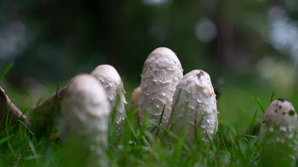 Closeup Shot Shaggy Ink Cap Mushrooms — Stockfoto