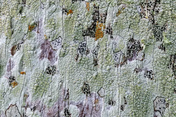 Horizontal Photo Macro Close Lichen Palm Tree Florida — Stockfoto