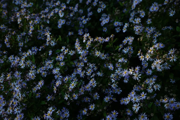 晴れた日に植物園で育つ美しいアスターの花 — ストック写真