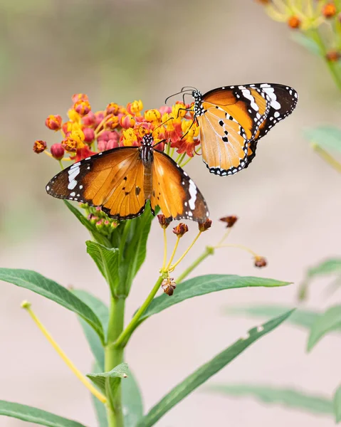 Couple Plain Tiger Butterflies Flower Garden —  Fotos de Stock