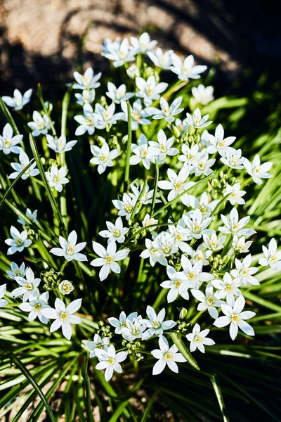 Vertical Shot Beautiful Star Bethlehem Flowers Sunlight — Stock Photo, Image