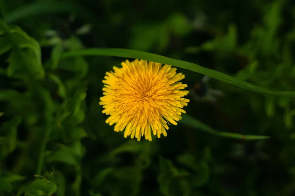 Eine Nahaufnahme Einer Kleinen Blume Einem Grünen Gras — Stockfoto