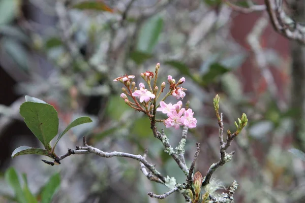 Sakura Branch Blurred Background — 스톡 사진