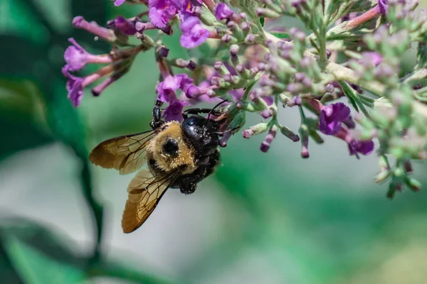 牧草地の紫色の花から蜜をすすいでいる蜂の選択的な焦点ショット — ストック写真