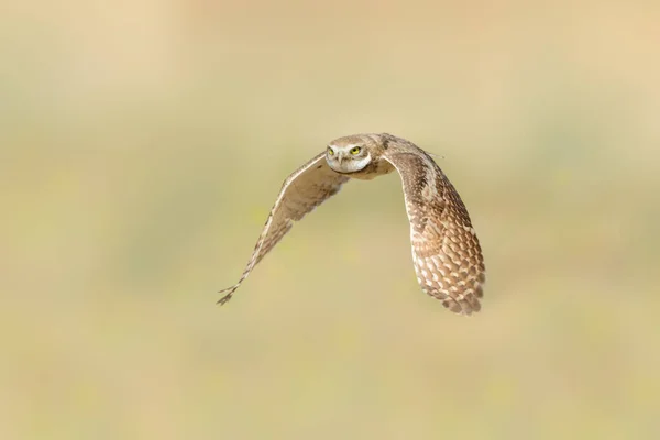 Scenic Selective Focus Gorgeous Owl Flying Blurry Background — Stock Photo, Image
