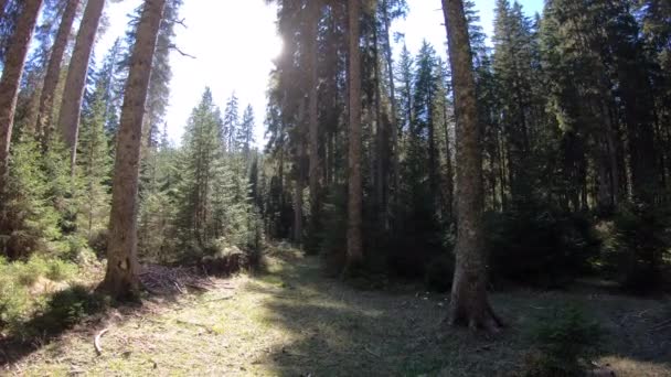 Young Female Running Forest Sunny Day — Video