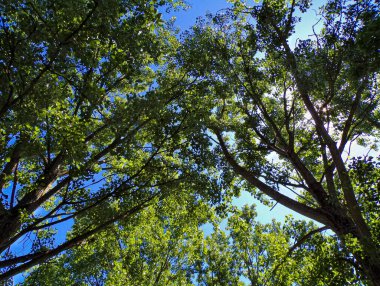 A low angle shot of blooming tree in background of blue sky