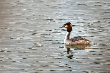 A beautiful shot of a Great crested grebe in a lake during the day