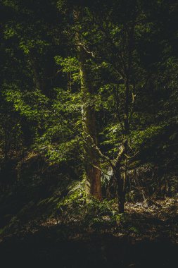 A beautiful view of a mystic forest in a daylight