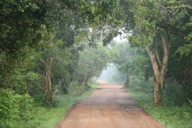 A breathtaking view of a path in foggy forest surrounded by trees