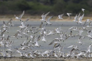 A mesmerizing shot of a flock of seagulls near a seascape