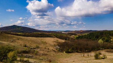 Güneşli bir günde yeşil manzaralı bir orman.